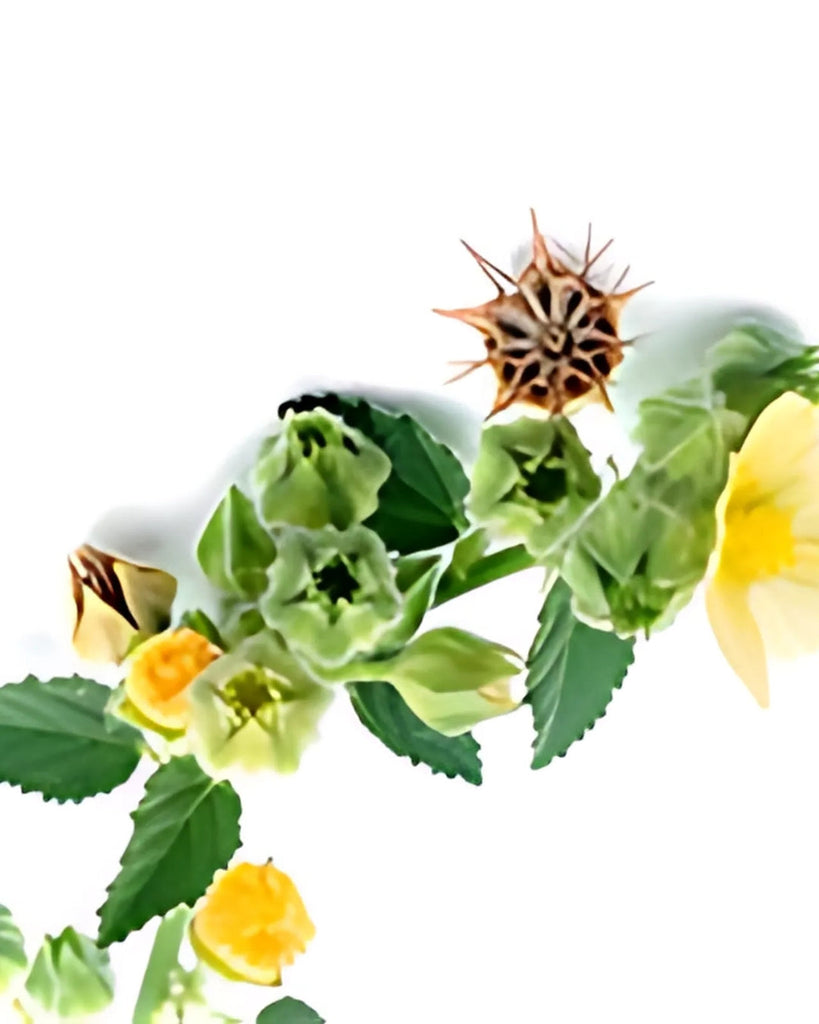 AYUSUTRA – Reviving Ancient Ayurveda for the Modern World